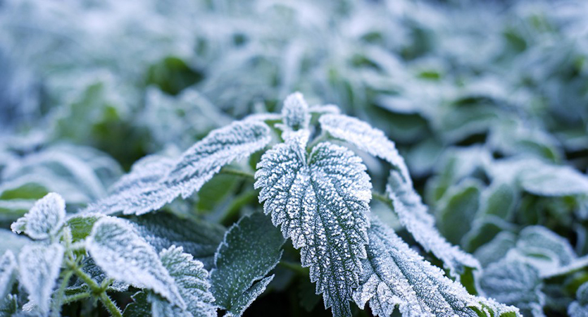 To develop the frost-free material, researchers were inspired by leaves, which do not form frost on their concave veins.