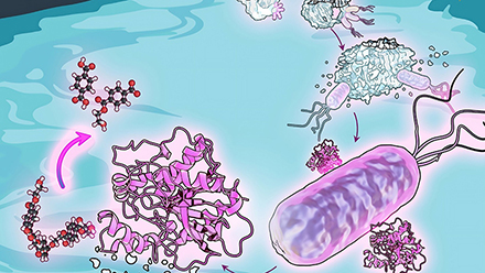 Wastewater Bacteria