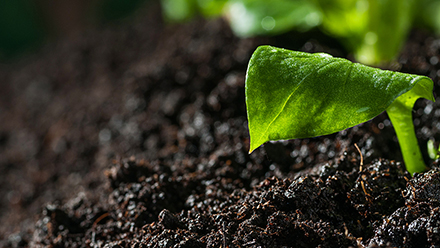 Aristilde's findings explained how soil sequesters plant-based carbon from the atmosphere.