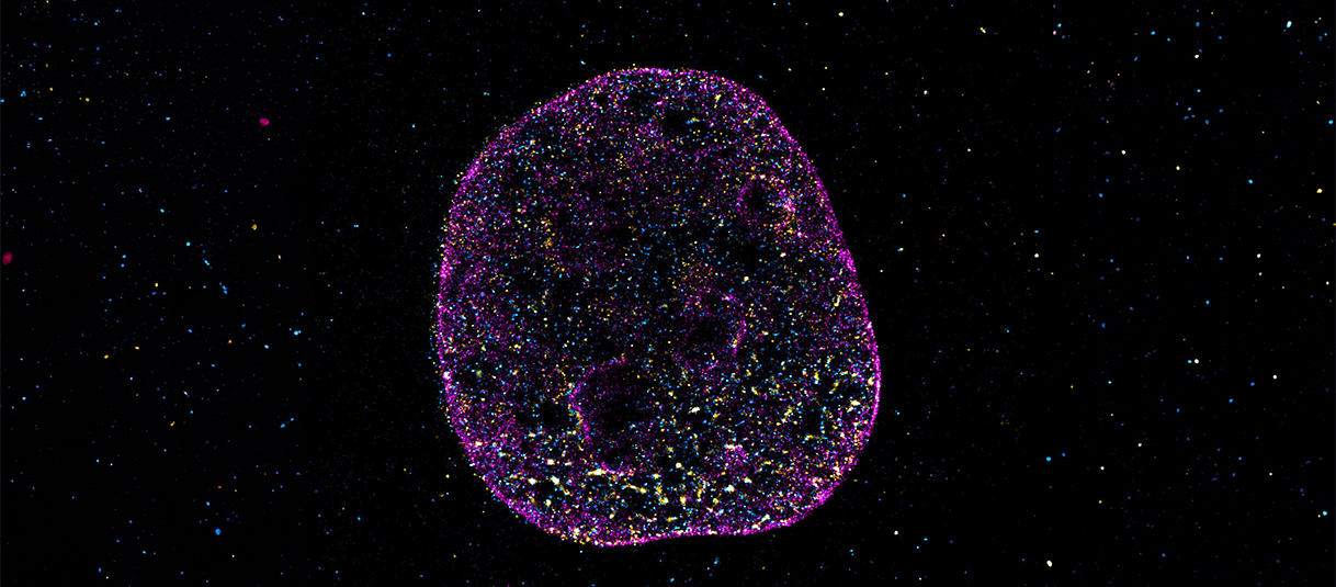 Sequence of life graphic