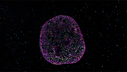 Sequence of life graphic