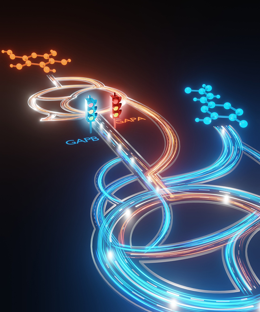 Carbon flows in the metabolic network of Pseudomonas putida, where two glyceraldehyde-3-phosphate dehydrogenase isoenzymes (GapA and GapB) channel carbons from different substrate types in distinct directions (red vs. blue).
