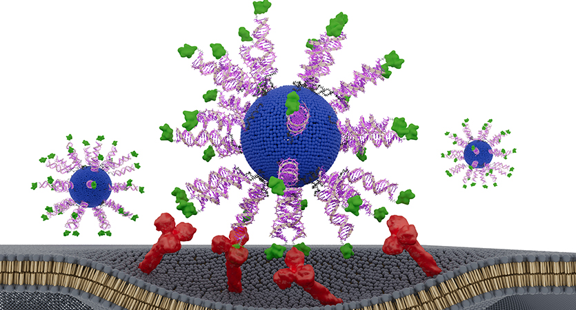 An artistic interpretation of a spherical nucleic acid (SNA) nanoparticle carrying HPV antigen.